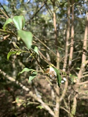 Camellia euryoides nokoensis