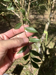 Camellia euryoides nokoensis