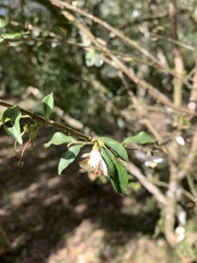 Camellia euryoides nokoensis