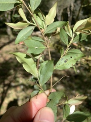 Camellia euryoides nokoensis