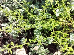 Helichrysum odoratissimum