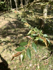 Camellia euryoides nokoensis