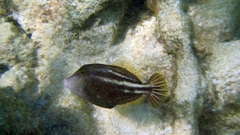 Cantherhines pullus