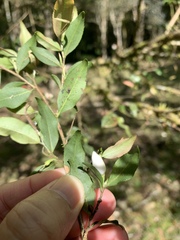 Camellia euryoides nokoensis
