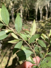 Camellia euryoides nokoensis
