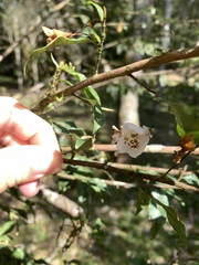 Camellia euryoides nokoensis