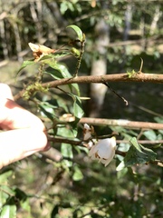Camellia euryoides nokoensis