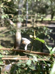 Camellia euryoides nokoensis