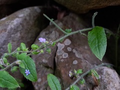 Thyrocarpus sampsonii