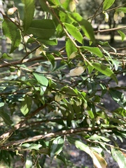 Camellia euryoides nokoensis
