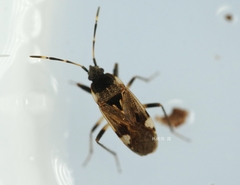 Panaorus csikii