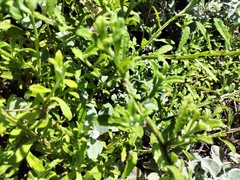 Helichrysum odoratissimum