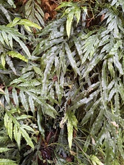 Blechnum patersonii