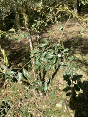 Camellia euryoides nokoensis