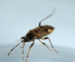 Panaorus csikii