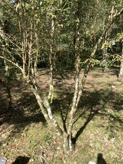 Camellia euryoides nokoensis