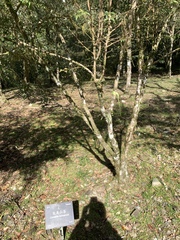 Camellia euryoides nokoensis