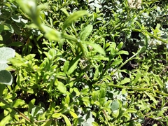 Helichrysum odoratissimum