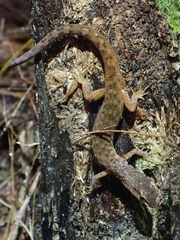 Saproscincus spectabilis