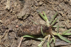 Limacoidea