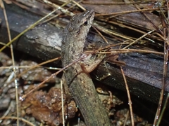Saproscincus spectabilis
