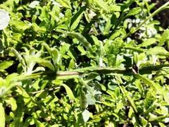 Helichrysum odoratissimum