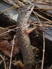 Saproscincus spectabilis