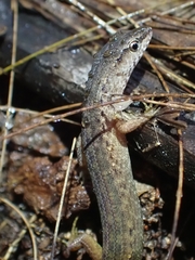 Saproscincus spectabilis