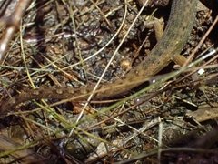 Saproscincus spectabilis