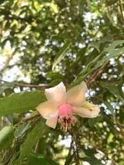Camellia salicifolia