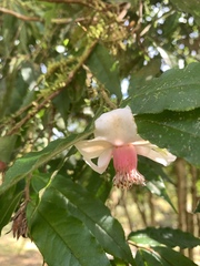 Camellia salicifolia