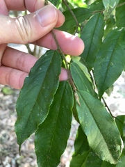 Camellia salicifolia