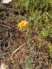 Oenothera longissima