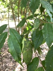 Camellia salicifolia