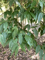 Camellia salicifolia
