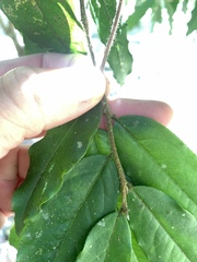 Camellia salicifolia