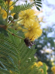 Eristalodes