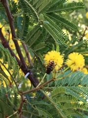 Eristalodes