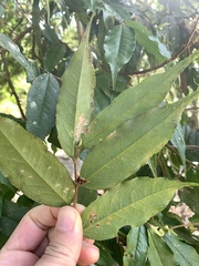 Camellia salicifolia