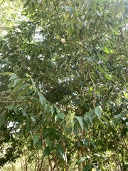 Camellia salicifolia