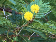 Eristalodes