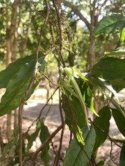 Camellia salicifolia