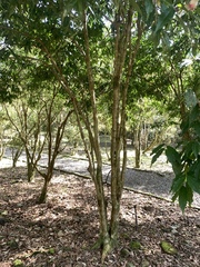 Camellia salicifolia