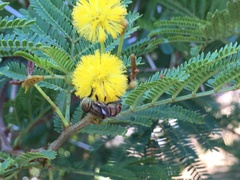 Eristalodes