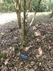 Camellia salicifolia