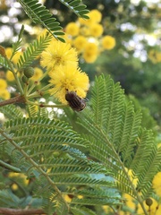 Eristalodes