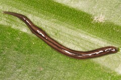 Caenoplana