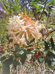 Pimelea ligustrina