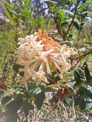 Pimelea ligustrina