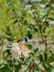 Pimelea ligustrina